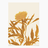 Floral — 2