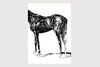 00_grammatical_FredericForest_Horse6_50x70cm